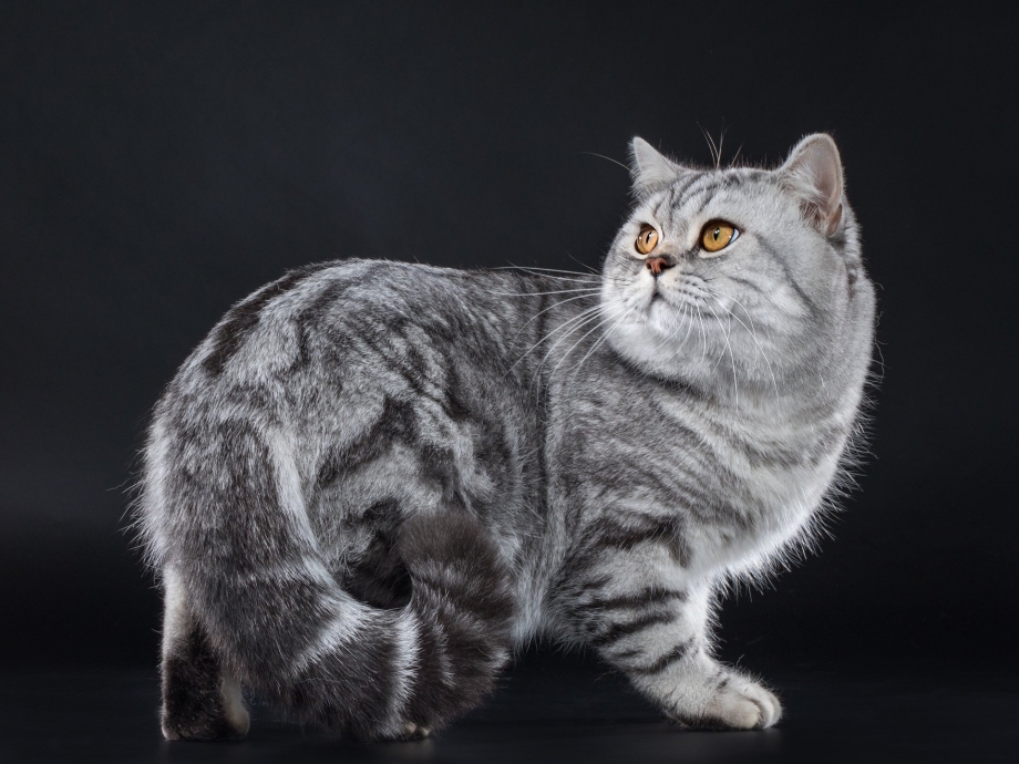 Британский кот табби мраморный