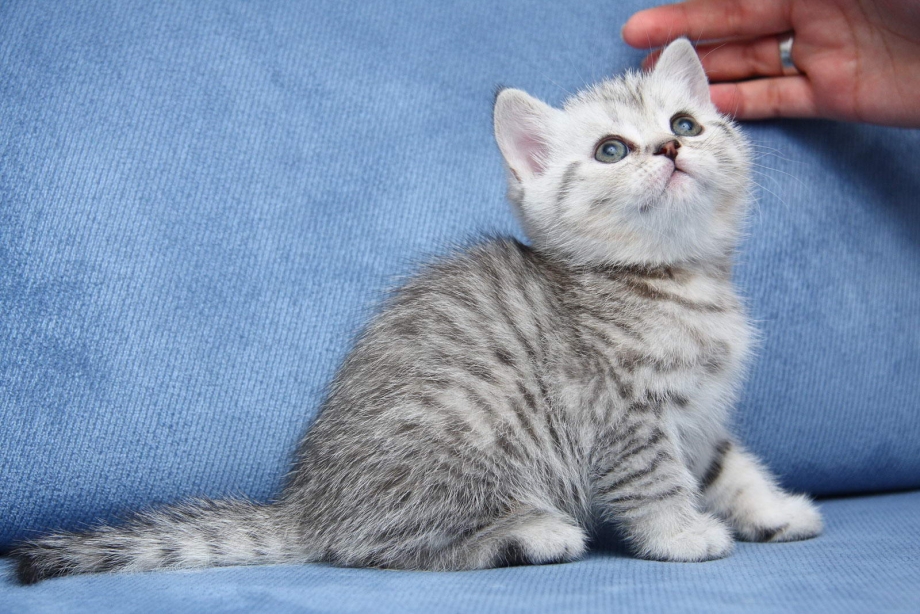 Шотландские котята вискас