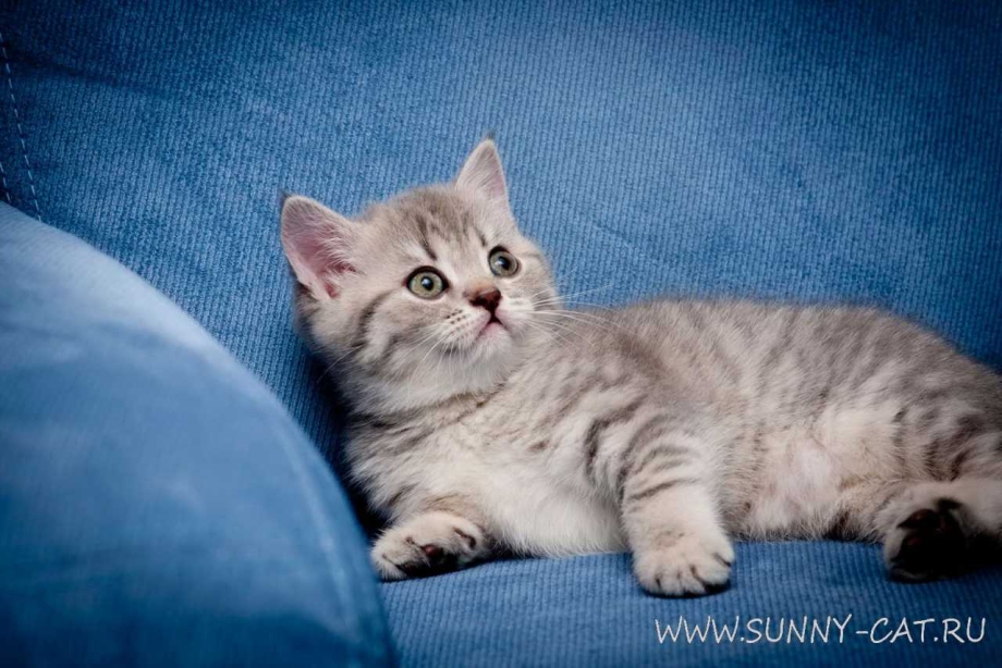 Котята Шотландские голубой тэбби