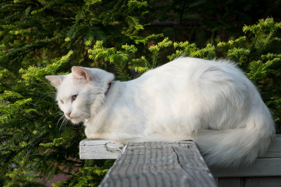 Коты турецкая ангора