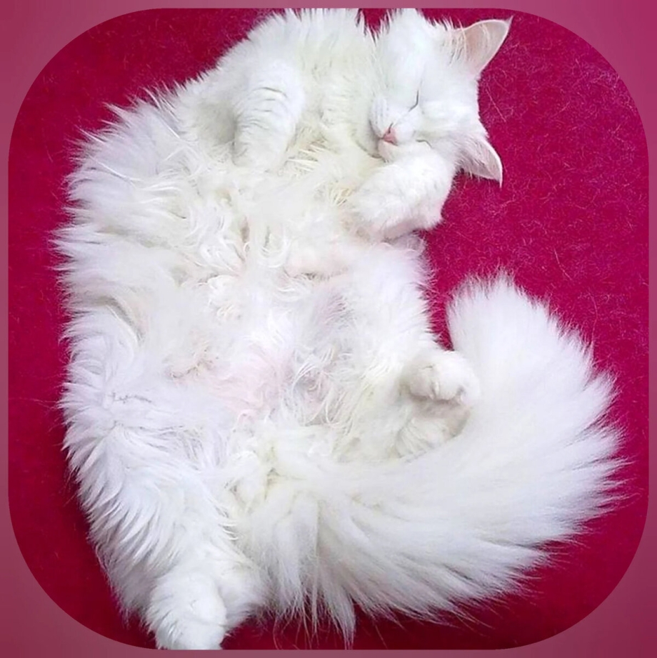 Турецкий ангорский кот белый