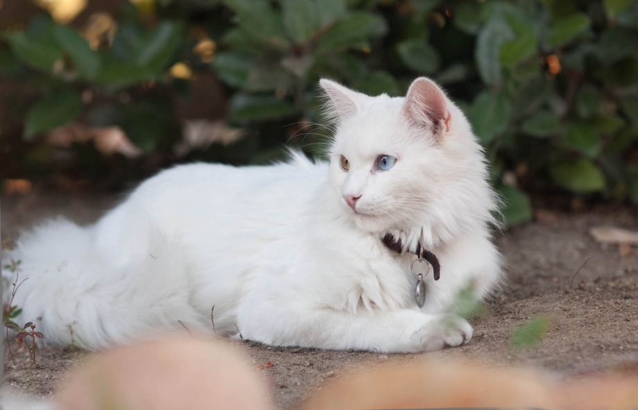 Ангорская кошка
