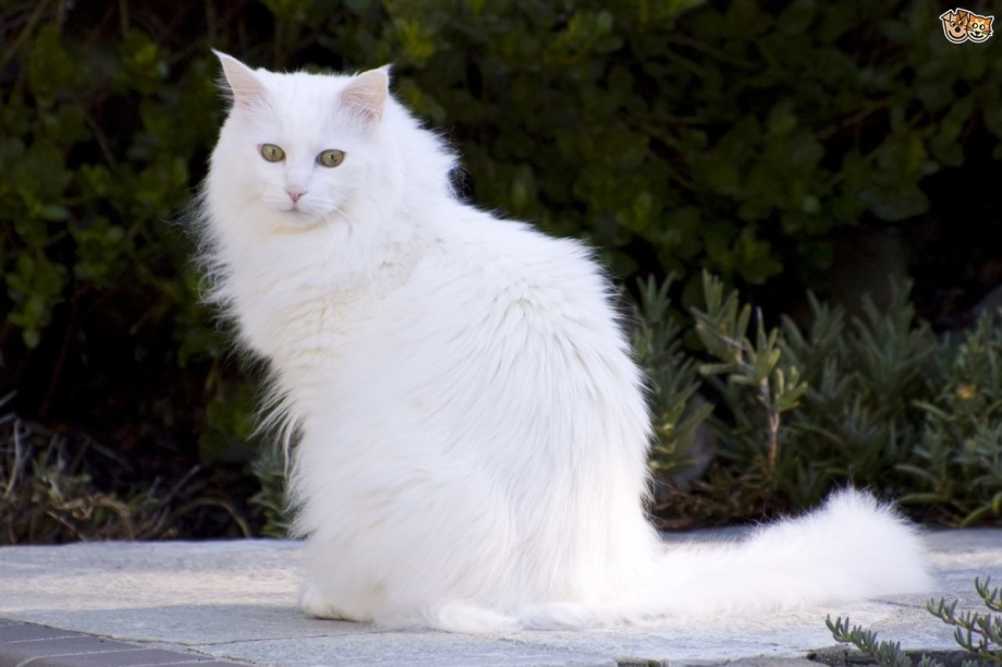 Белая ангорская кошка
