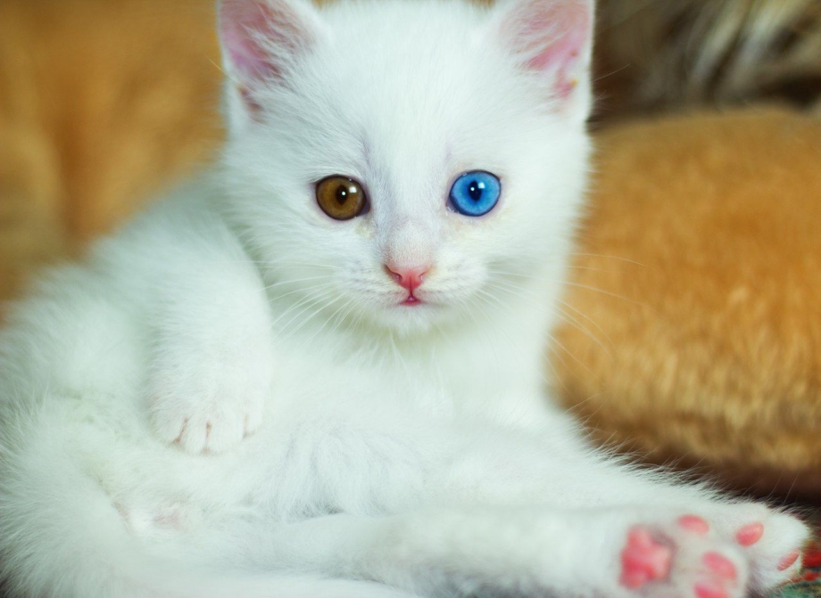 Рыжий турецкий ангорский кот