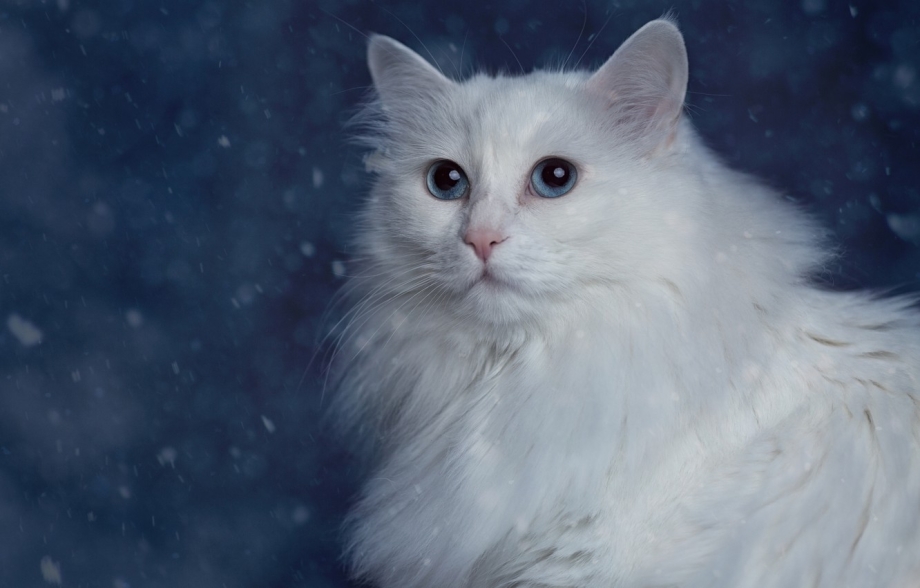 Белая ангорская кошка