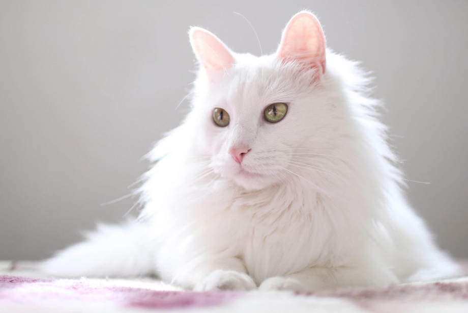 Турецкий ангорский кот белый