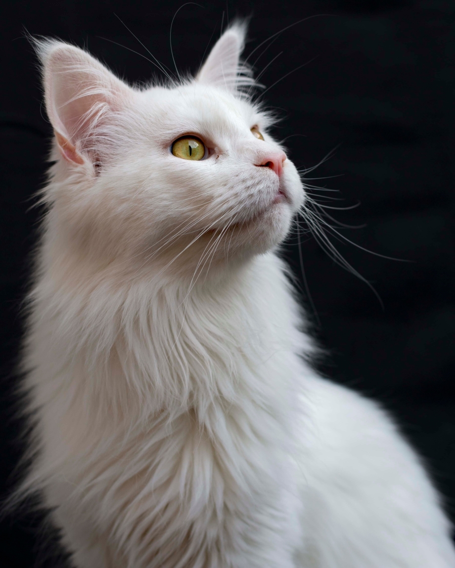 Ангорская кошка котята