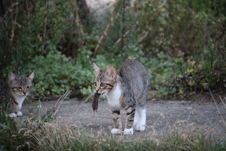 Кошка охотится