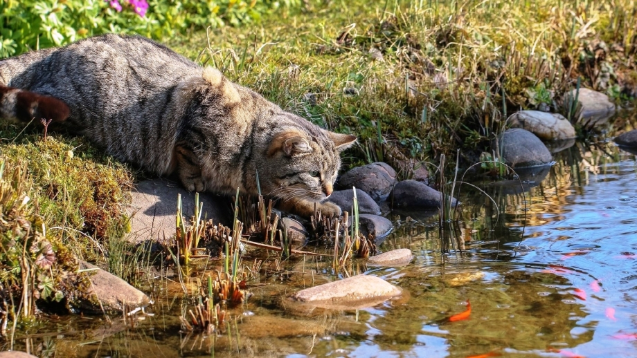 Кот охотится