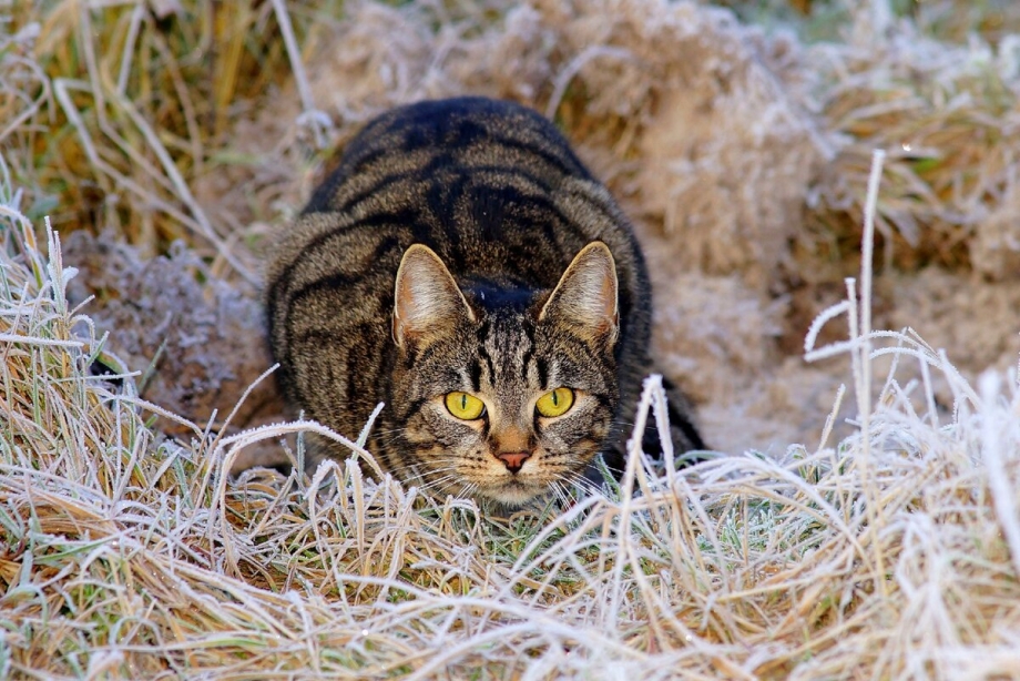 Коты на охоте