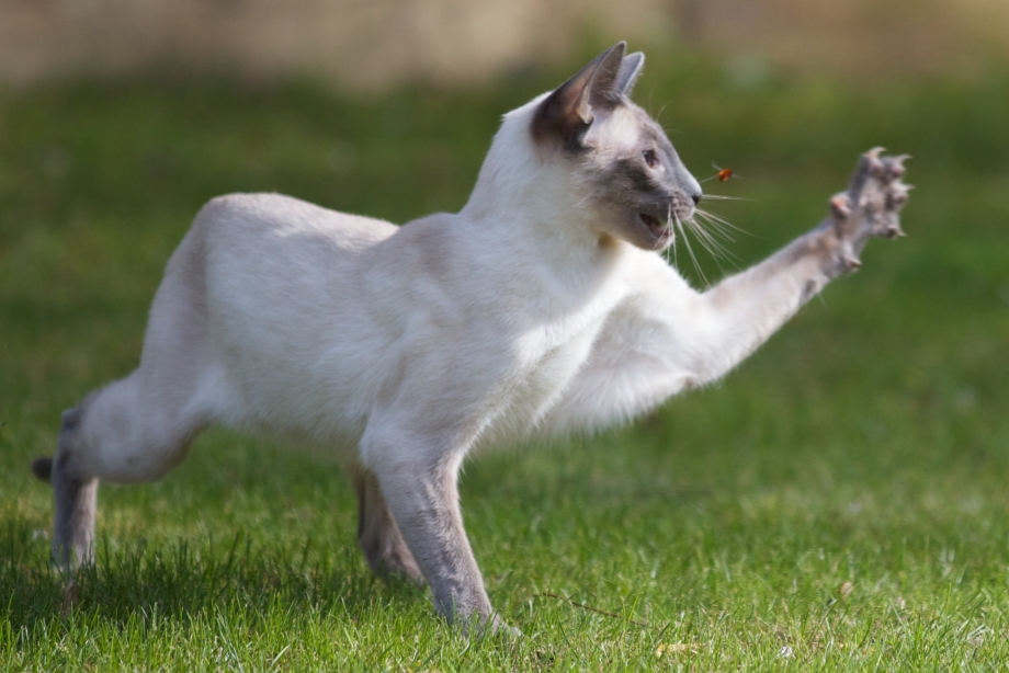 Сиамская кошка