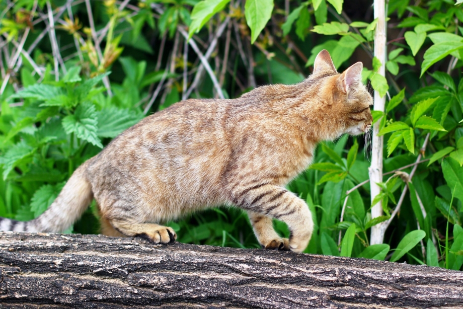 Крадущийся кот