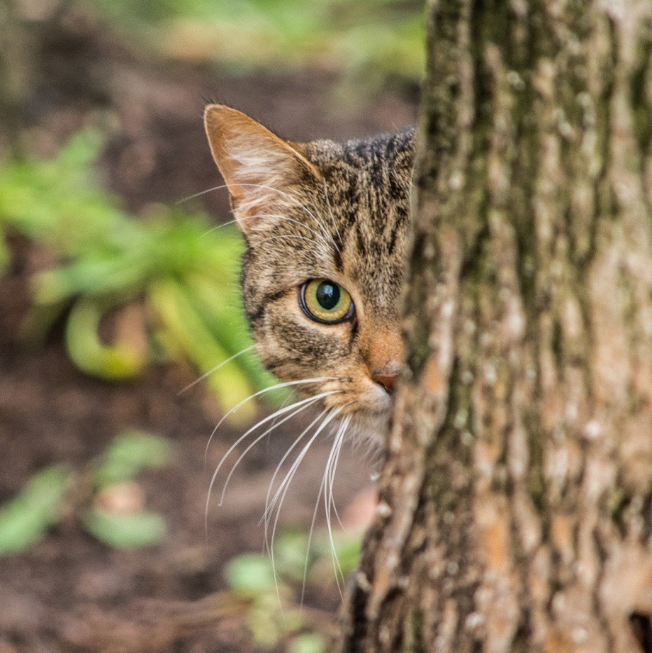 Кот охотник