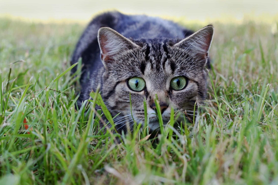 Котик охотится