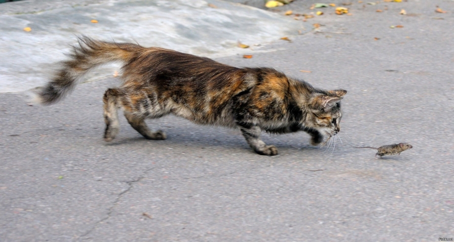 Кошка охотится