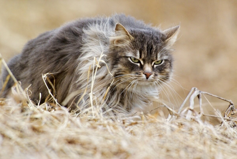 Котик охотится