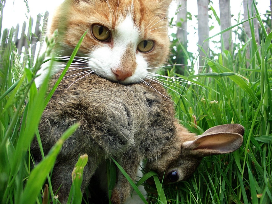 Кот охотится