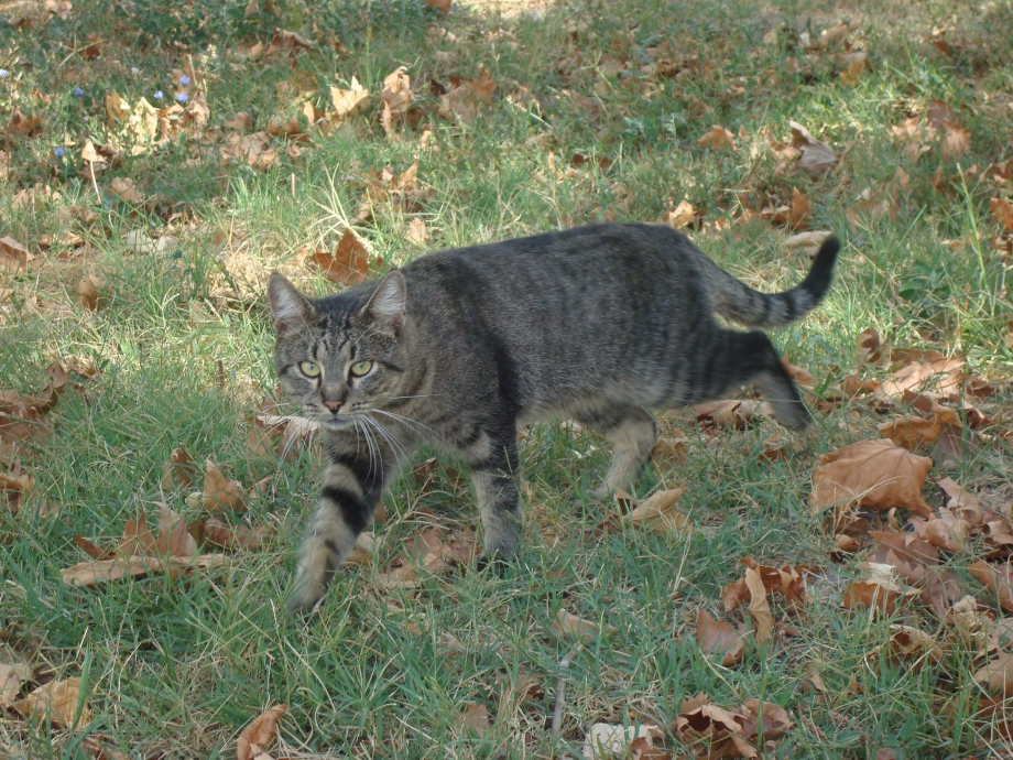 Котенок охотится
