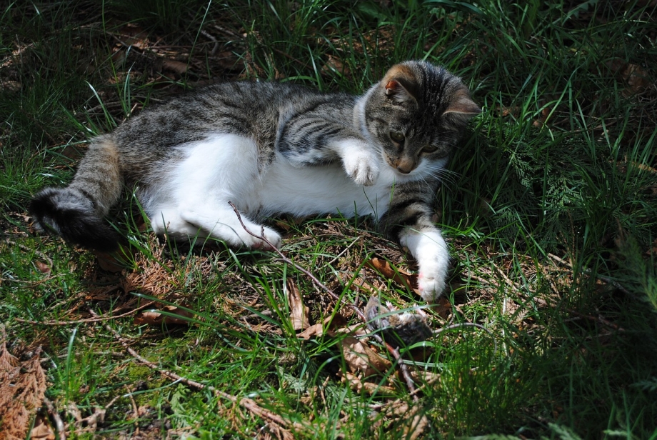 Кот охотник на мышей