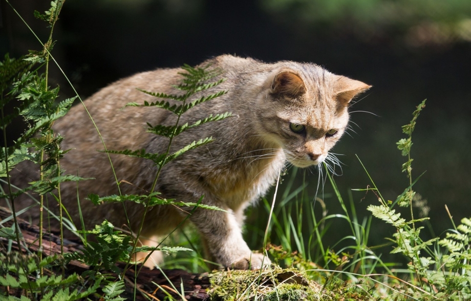 Пампасская Дикая кошка
