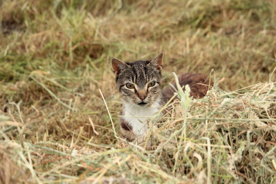 Кот охотится