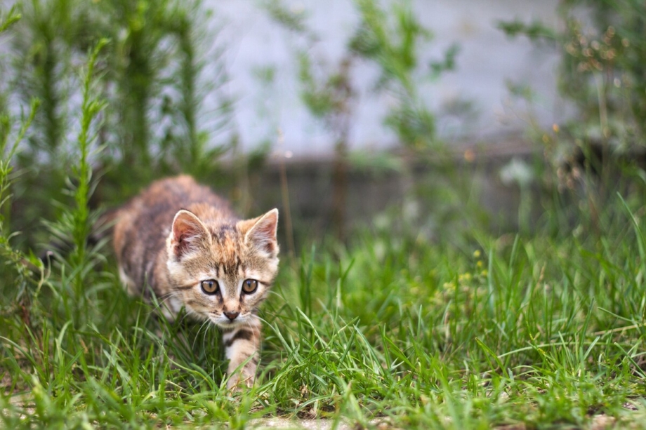 Кот охотится в траве