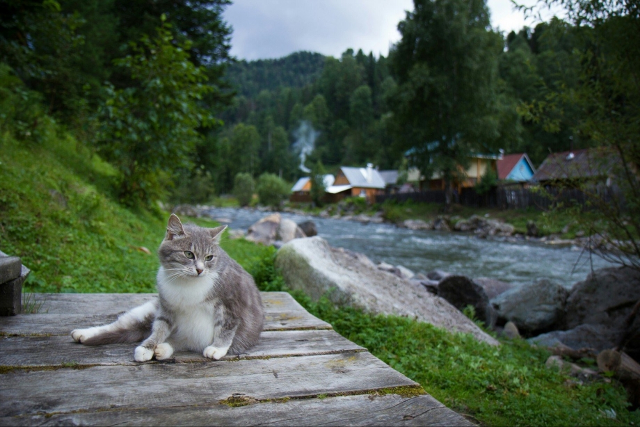 Алтайская кошка