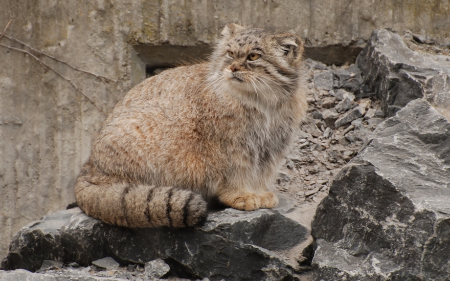 Сибирский дикий кот Манул