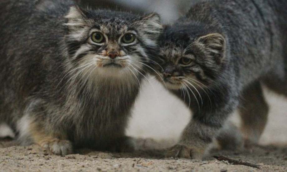 Манул котята