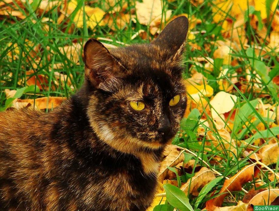 Черно рыжая кошка