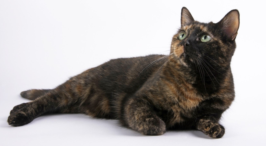 Окрас кошек Tortoiseshell