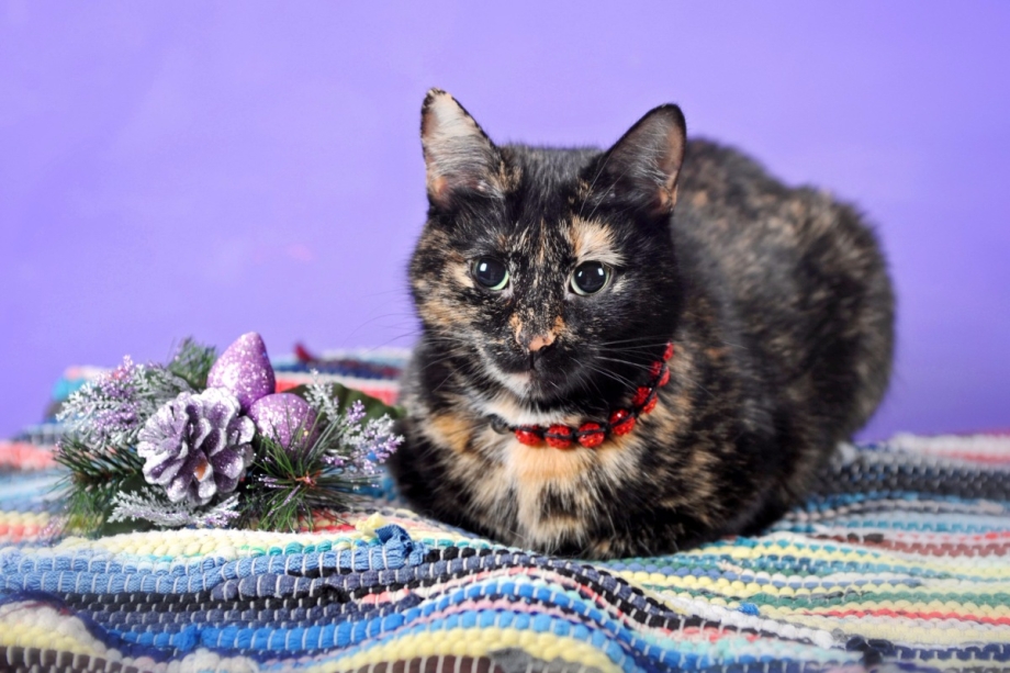 Котенок черепахового окраса