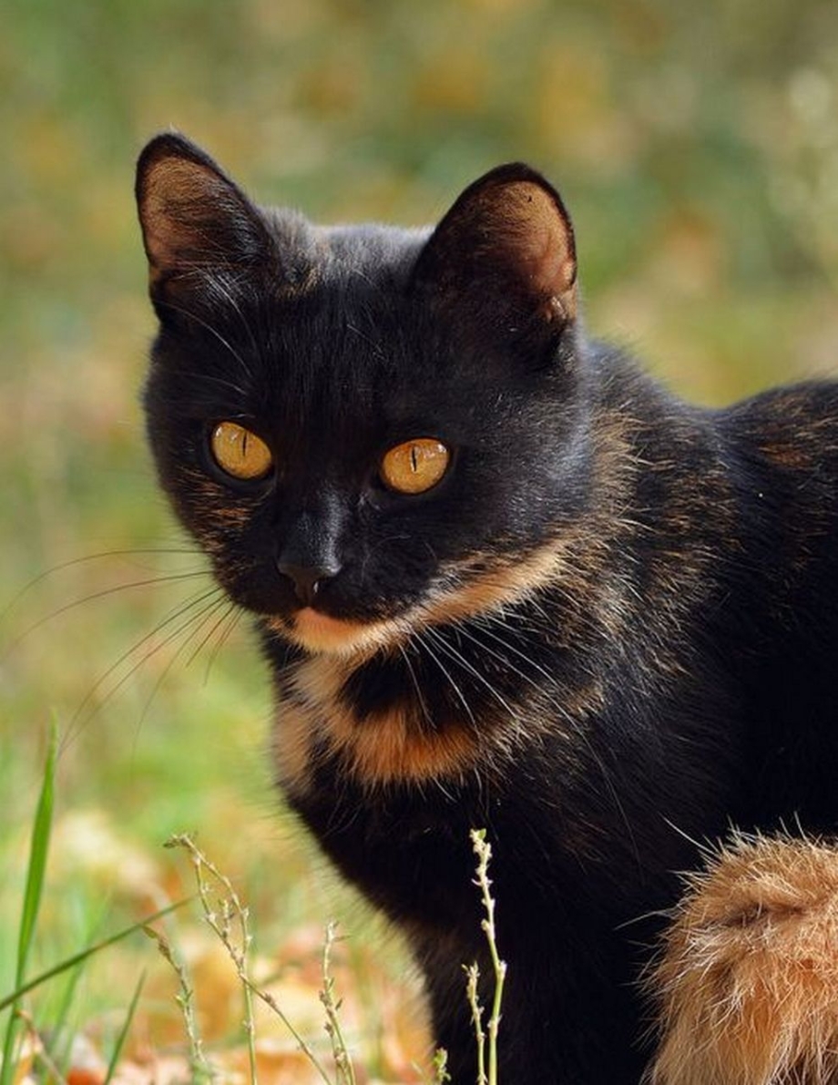 Черно рыжая кошка