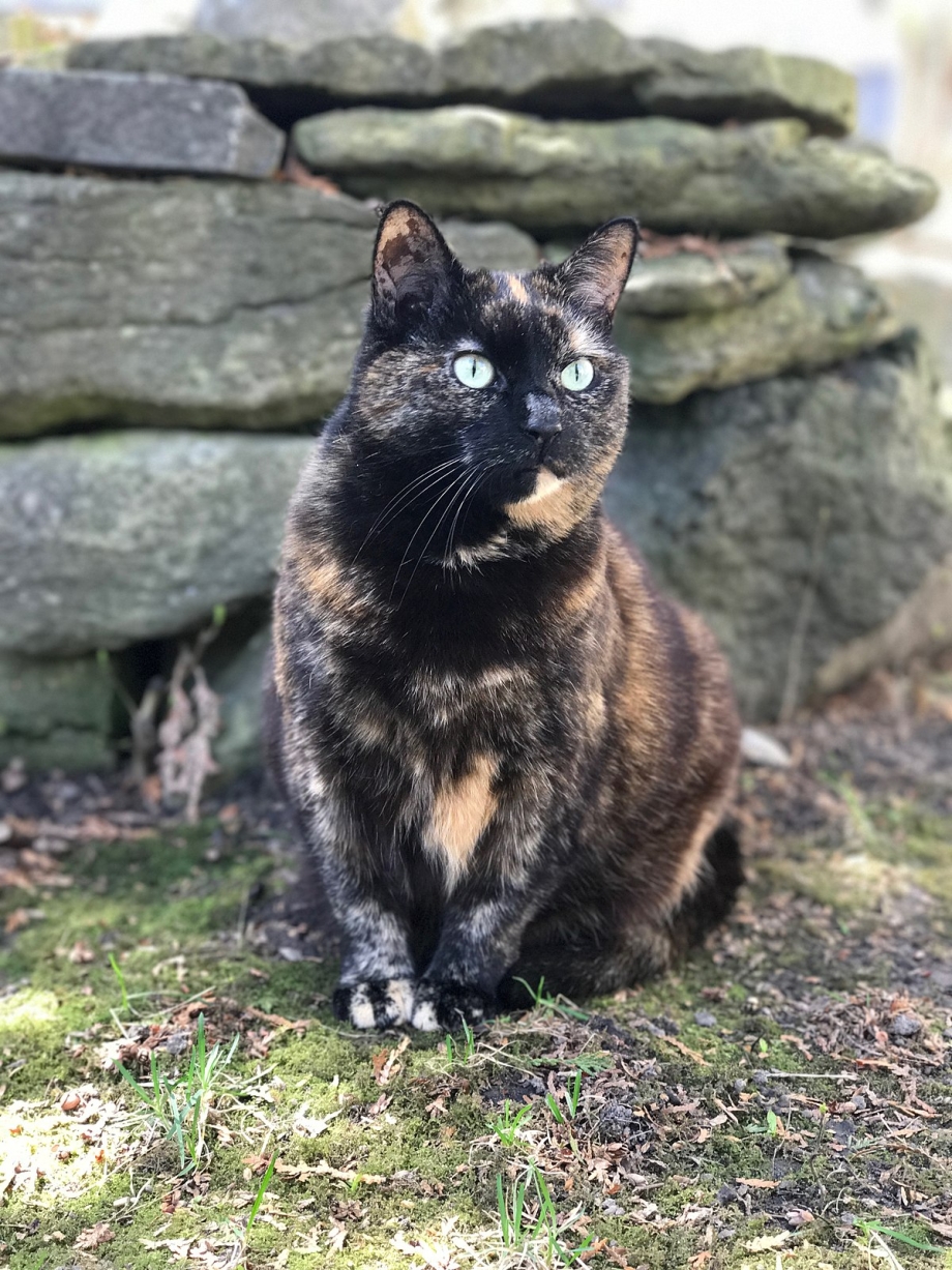 Tortoiseshell Tom
