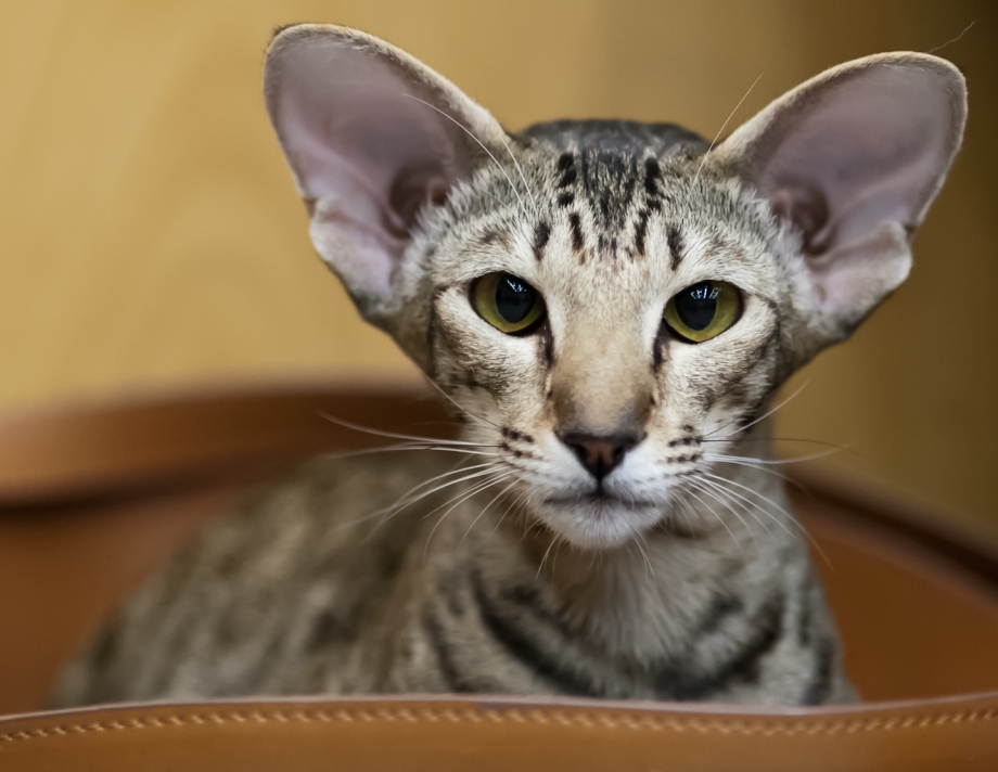 Кошка Ориентал