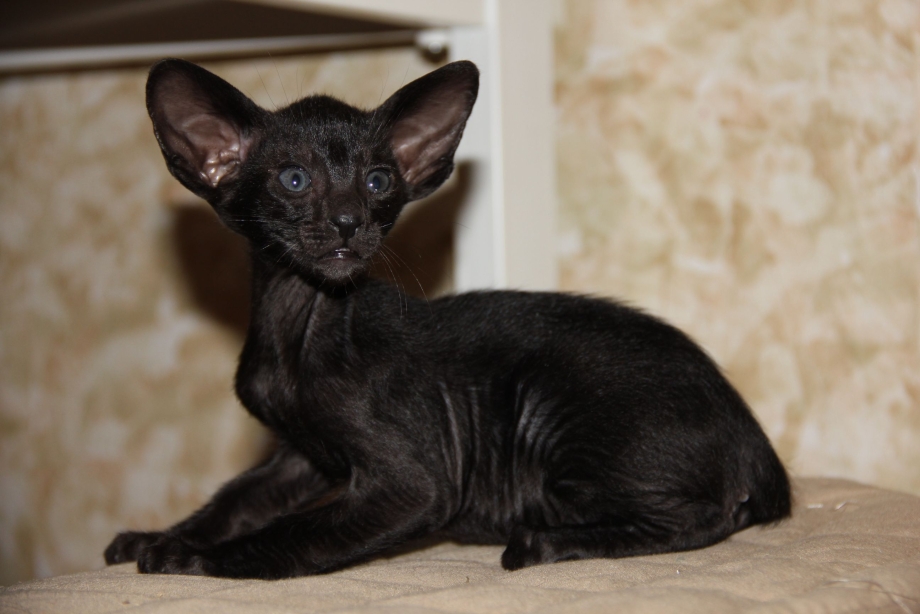 Oriental Shorthair кошки