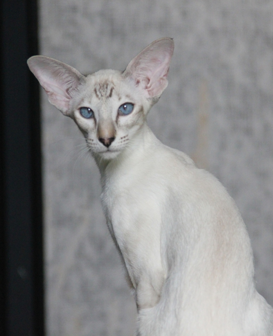 Коты ориенталы вислоухие