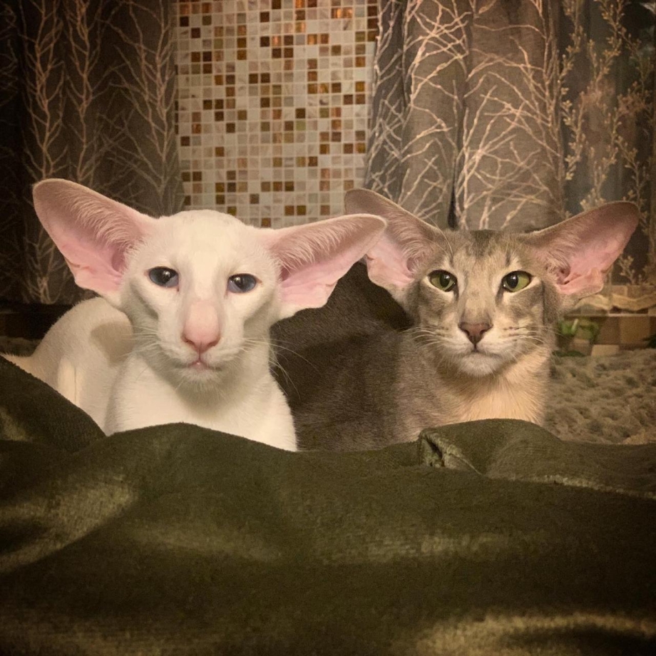 Кошка Орион Ориентальная