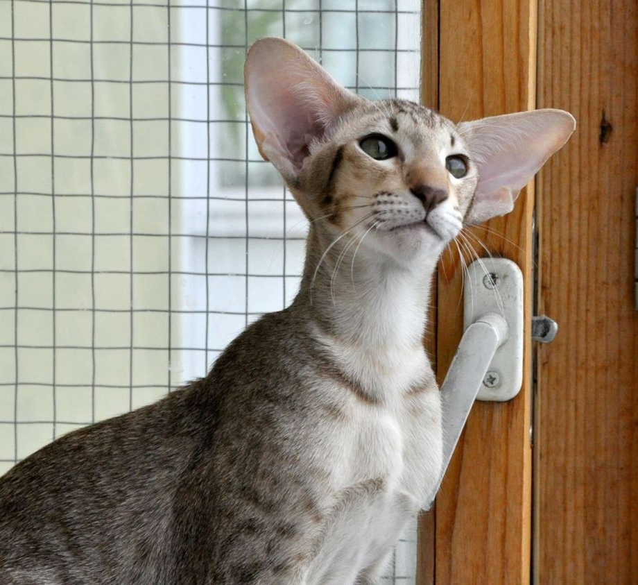 Египетская вислоухая кошка
