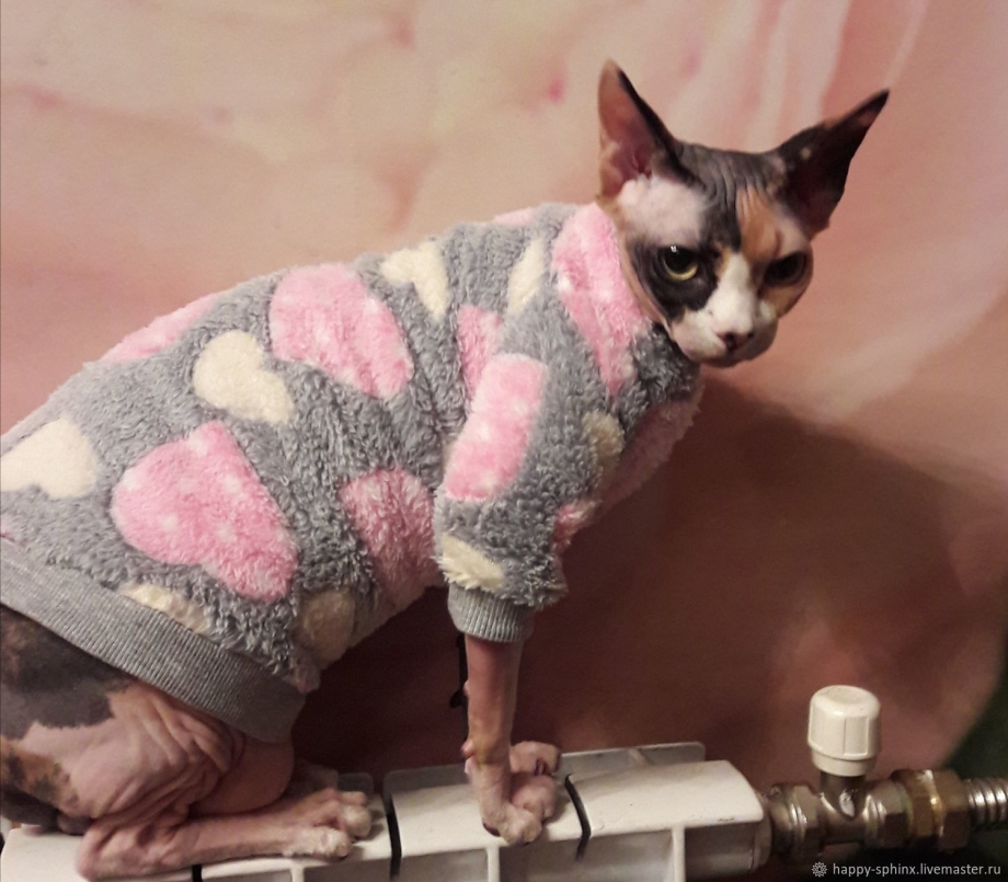 Кот в свитере