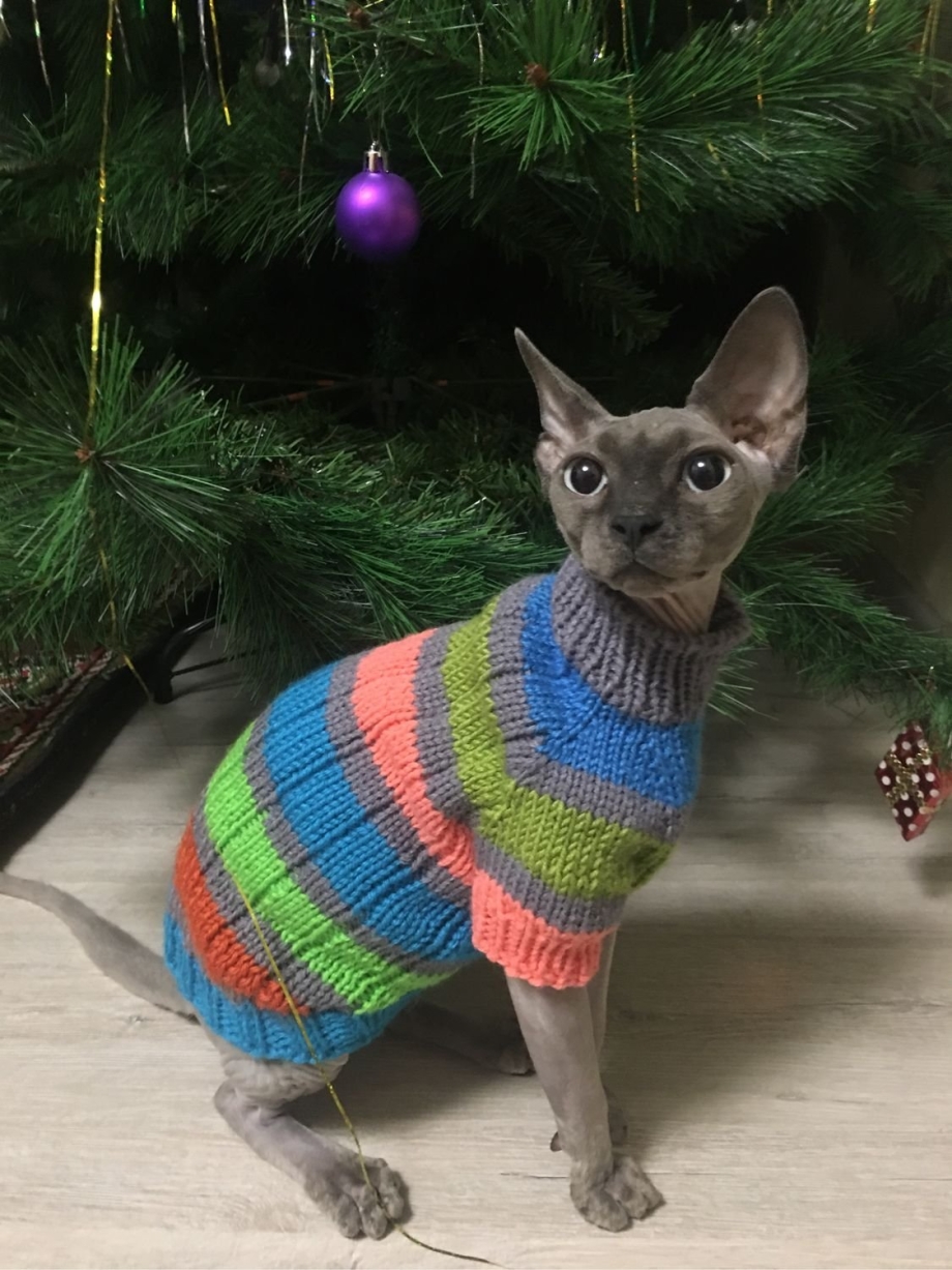 Кот в свитере