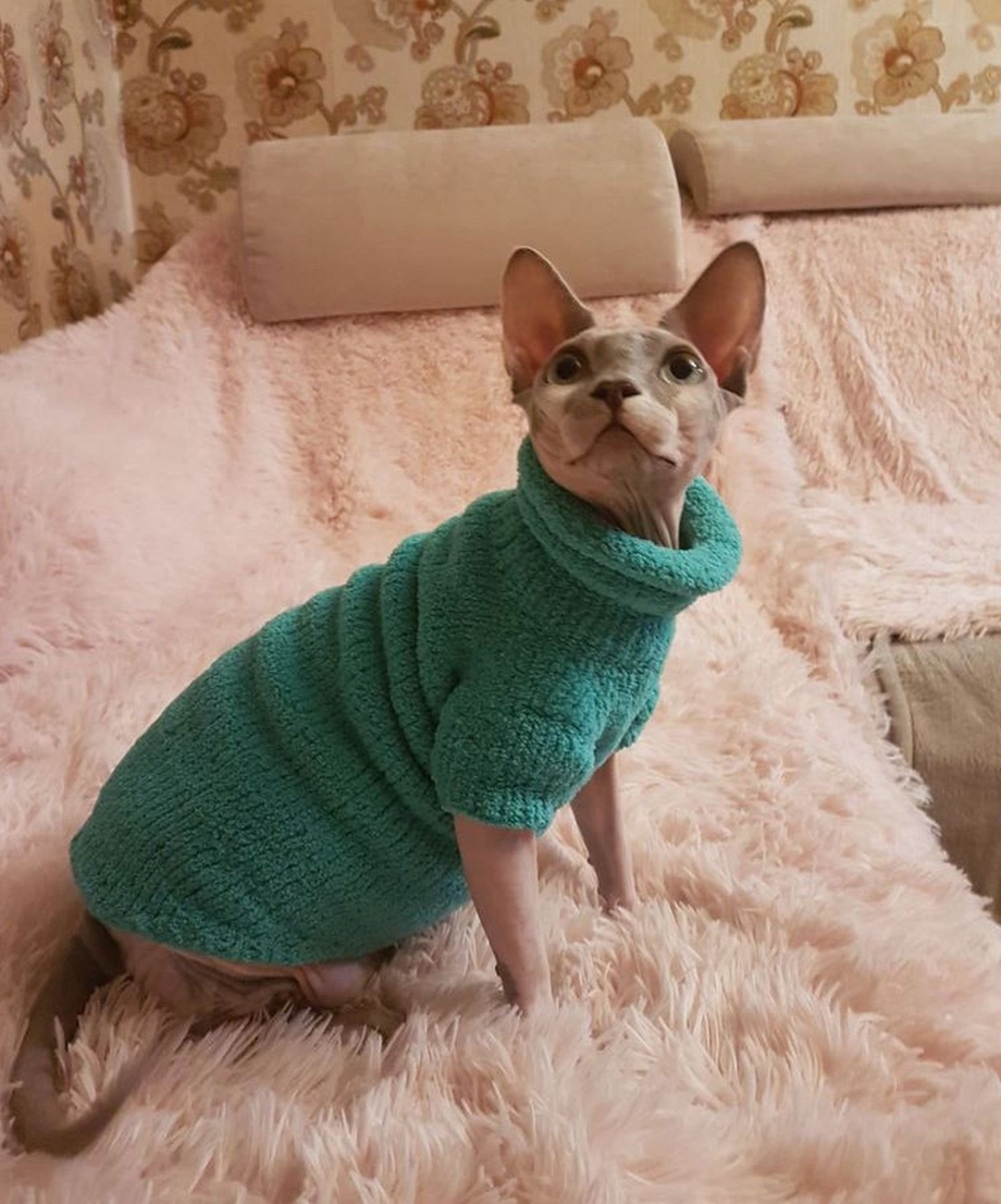 Свитер для кошки