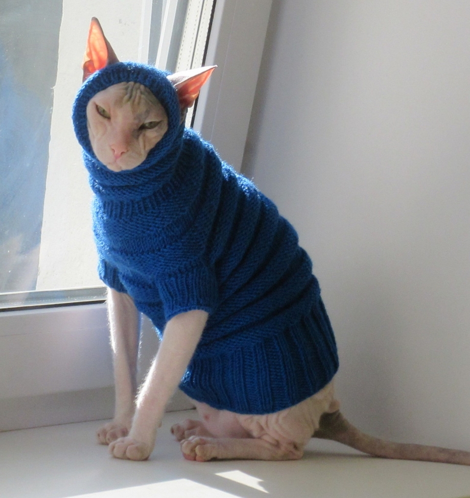 Кот в свитере
