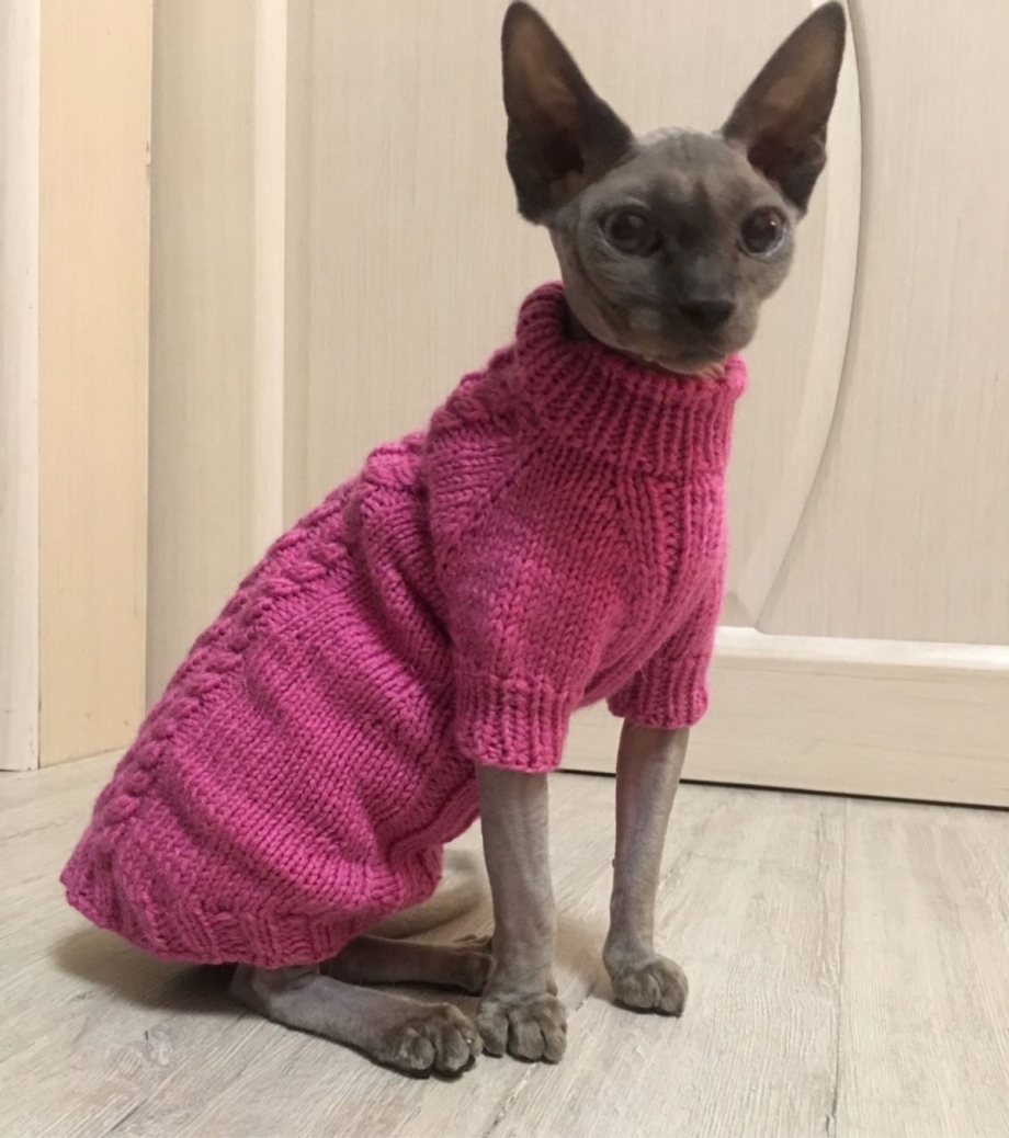 Одежда для кошек