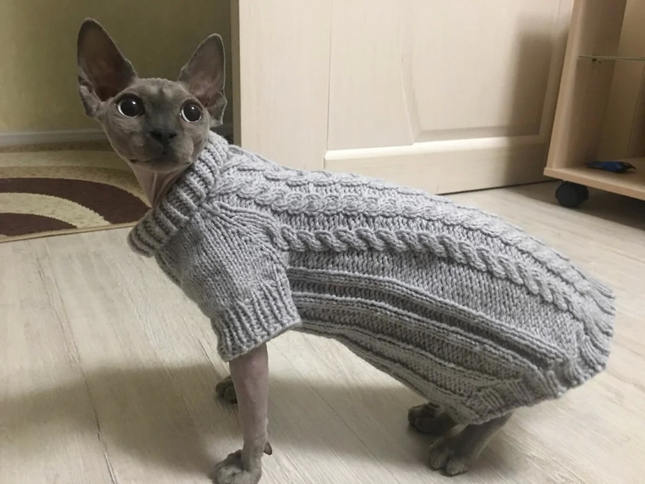 Кот в кофте
