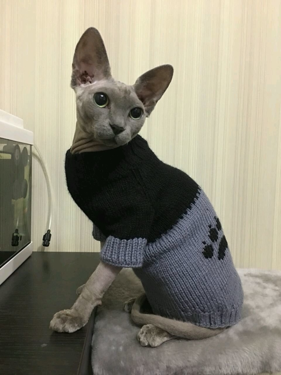 Сфинкс в кофточке
