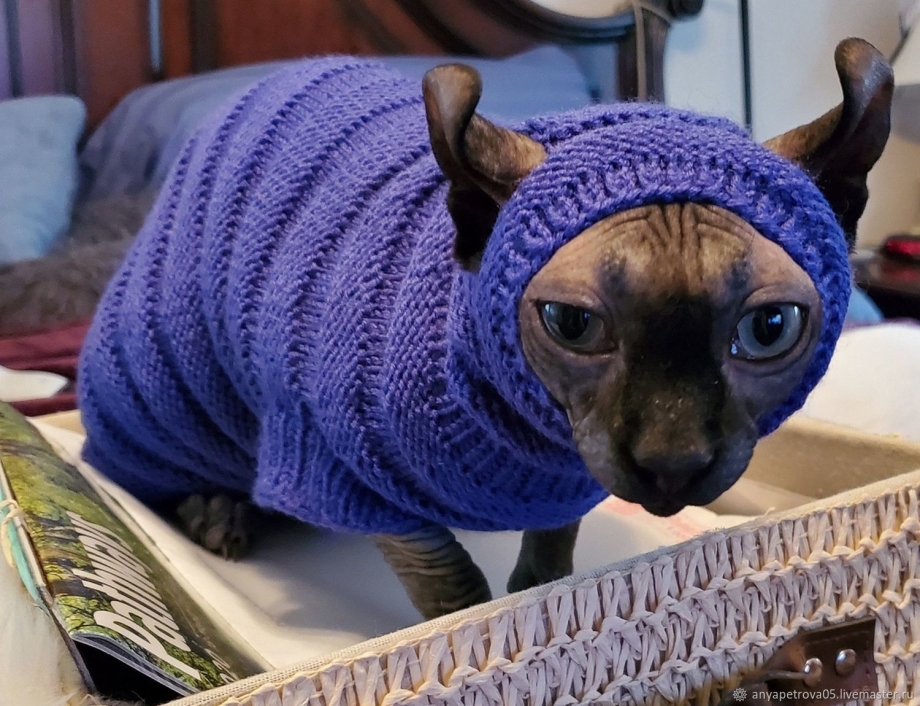 Сфинкс кошка в свитере