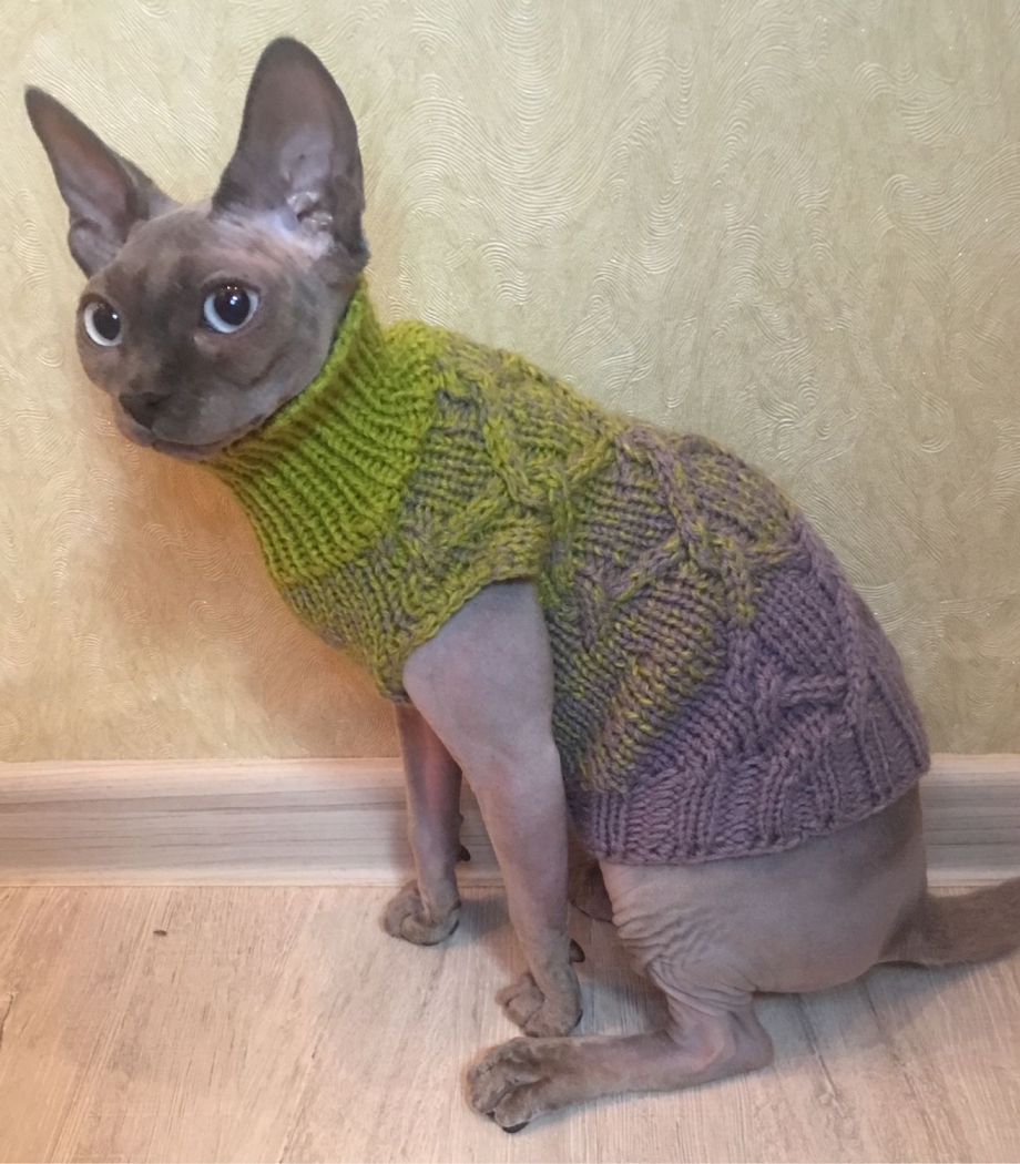 Сфинкс кот