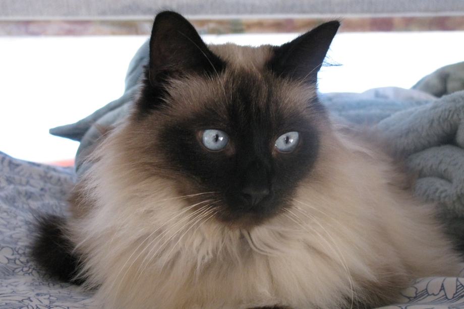 Сиамский балинезийский кот