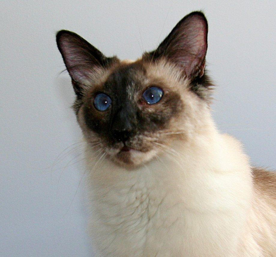 Балинезийская кошка